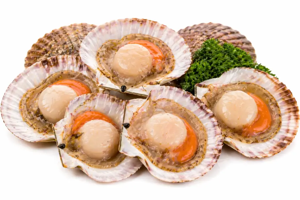 Jakobsmuscheln 500g