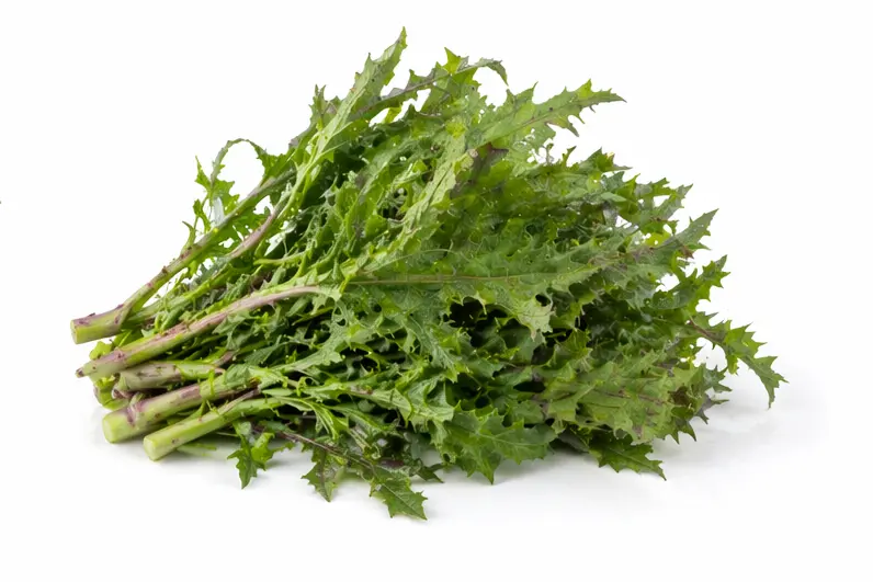 Kinh giới Elsholtzia ciliata 1 Bund