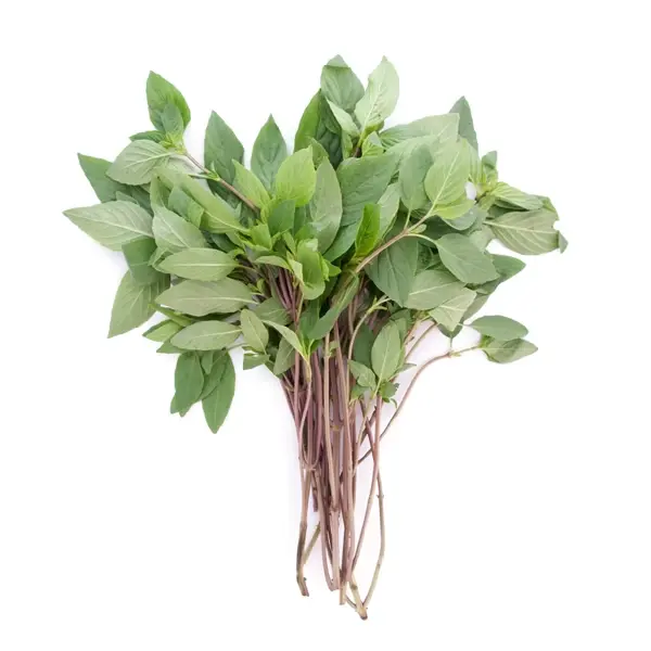 Kaprao Thai Basilikum