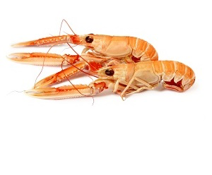 鳌虾 