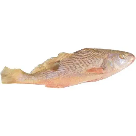 Asian Choice 黄花鱼