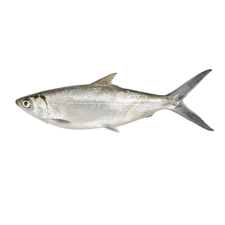 Cá măng Milchfisch ganz 600-800g