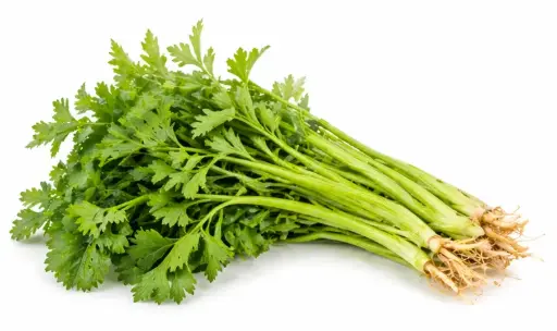 [11467] 水芹 1 Bund