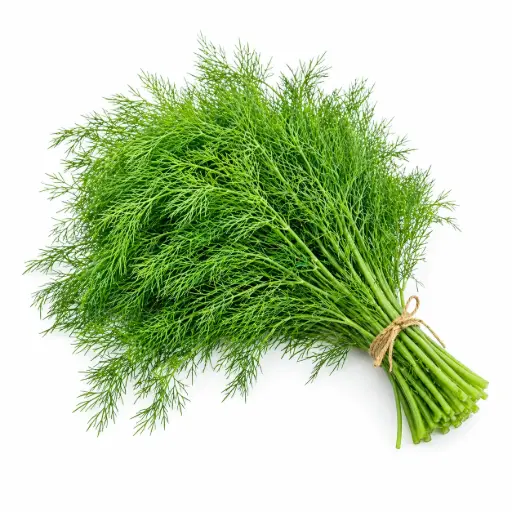 [11658] Dill 1 Bund