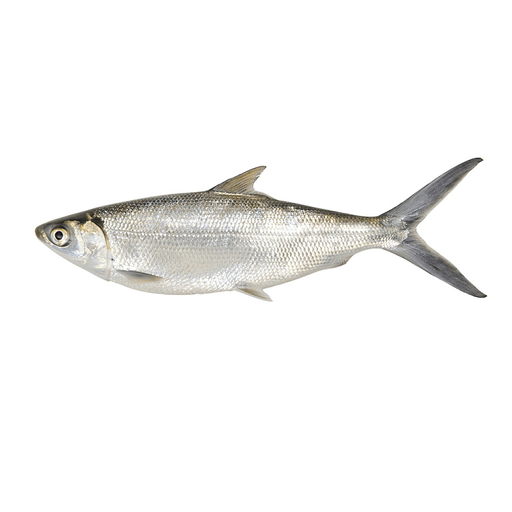[13044] Cá măng Milchfisch ganz 600-800g
